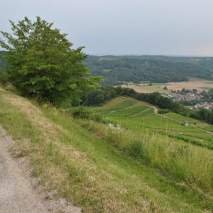 balade dégustation cerdon bugey